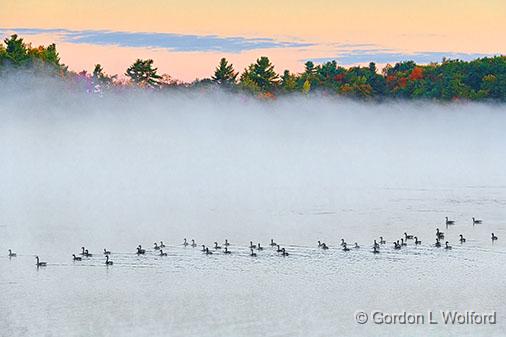 Geese Flotilla On Misty Otter Lake_28423.jpg - Canada Geese (Branta canadensis) photographed at sunrise near Lombardy, Ontario, Canada.